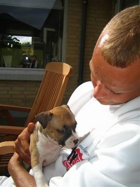 Amerikansk staffordshire terrier Tica billede 11