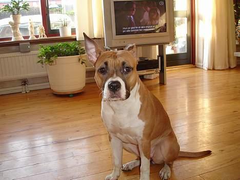 Amerikansk staffordshire terrier Tica billede 12