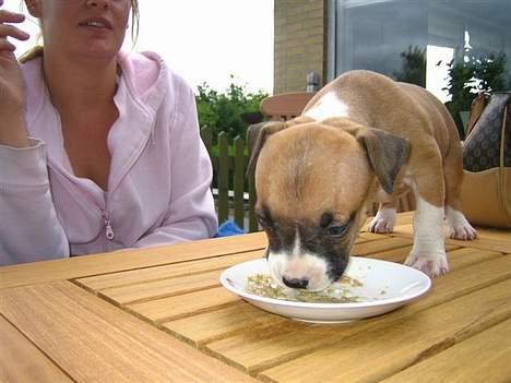 Amerikansk staffordshire terrier Tica - Så tica første gang billede 13