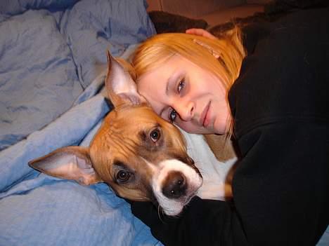 Amerikansk staffordshire terrier Tica billede 15