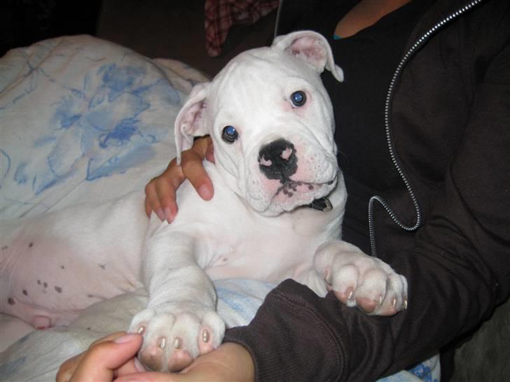 Blanding af racer pablo - min dejlige lille prins billede 1