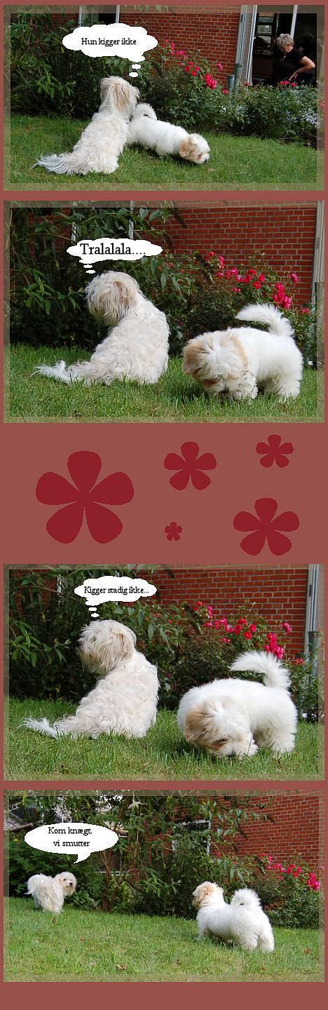 Coton de tulear Valde billede 10