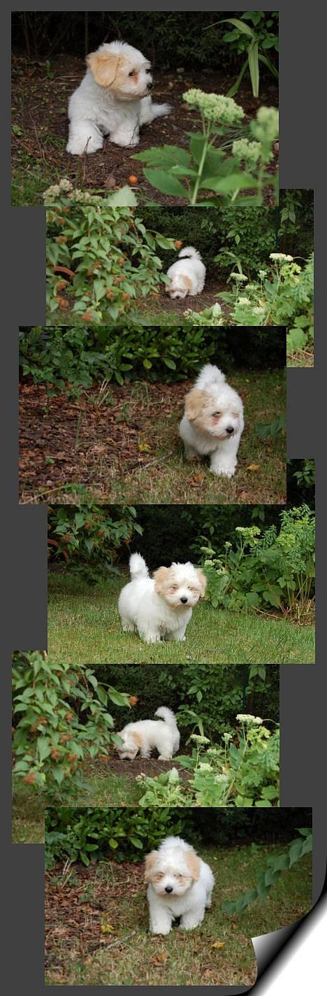 Coton de tulear Valde billede 11