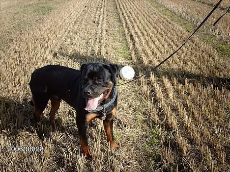 Rottweiler Asterix billede 14