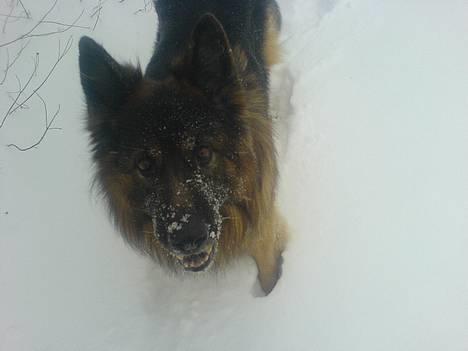 Schæferhund Hafran's Tasso 015 - Såååå sød billede 3