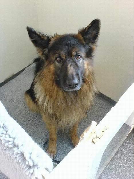 Schæferhund Hafran's Tasso 015 - Taco er våd, efter at ha været i bad (: billede 4