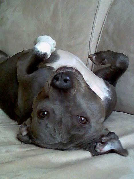 Amerikansk staffordshire terrier mille billede 2