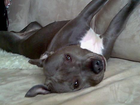 Amerikansk staffordshire terrier mille billede 3