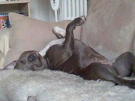 Amerikansk staffordshire terrier mille billede 6