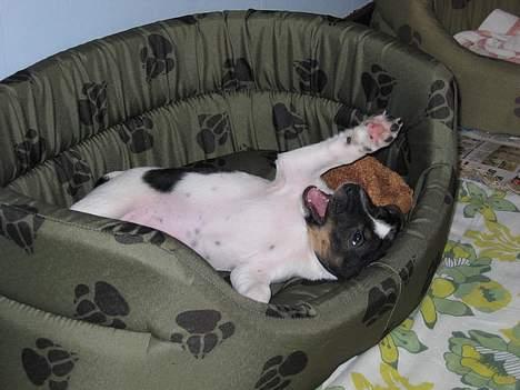 Dansk svensk gaardhund Lapsa *Vi savner Charli´* - Jeg skal fange den flue... billede 2