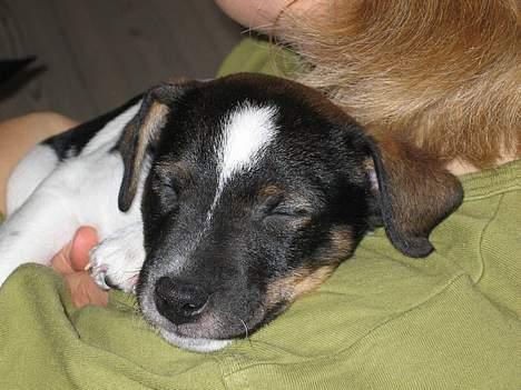 Dansk svensk gaardhund Lapsa *Vi savner Charli´* - Der skal også være tid til en lur... billede 6