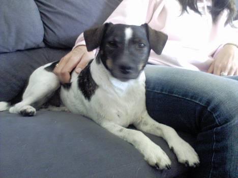 Dansk svensk gaardhund Lapsa *Vi savner Charli´* billede 8