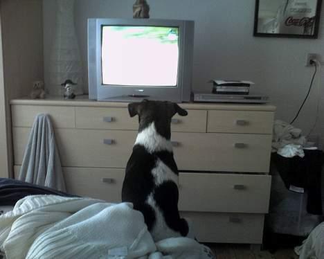 Dansk svensk gaardhund Lapsa *Vi savner Charli´* - Det er godt nok et godt hunde program i TVet... billede 9