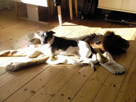 Dansk svensk gaardhund Lapsa *Vi savner Charli´* billede 10