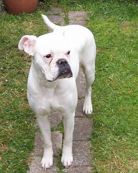 Boxer **Cassia** *RIP* - Verdens dejligste hund.... billede 1