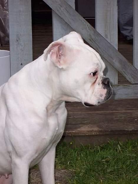 Boxer **Cassia** *RIP* - Profil..... billede 7