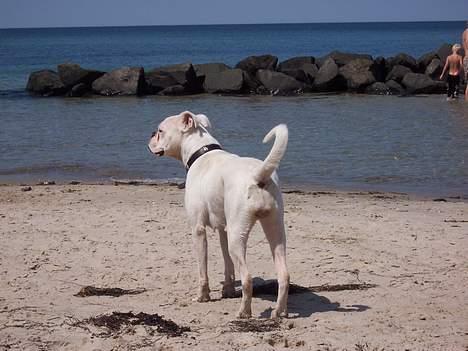 Boxer **Cassia** *RIP* - Ok - det ser skægt ud - måske jeg prøver.... billede 16