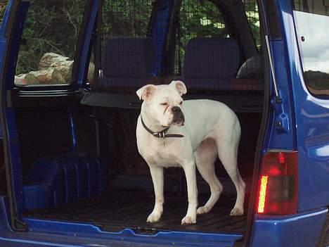 Boxer **Cassia** *RIP* - Ok - jeg er klar til at køre hjem! billede 18