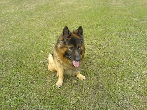 Schæferhund Hafran's Tasso 015 - Træt af at løbe efter pinden :b billede 5