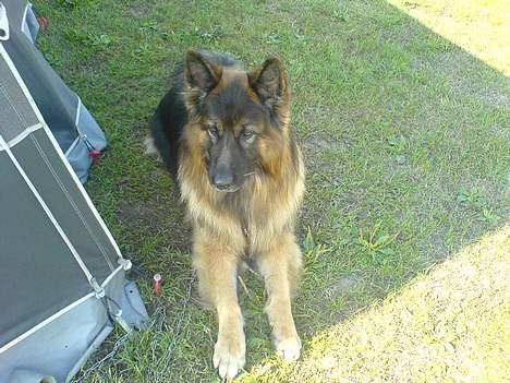 Schæferhund Hafran's Tasso 015 - Taco passer på campingvognen, da vi var på ferie (: billede 6