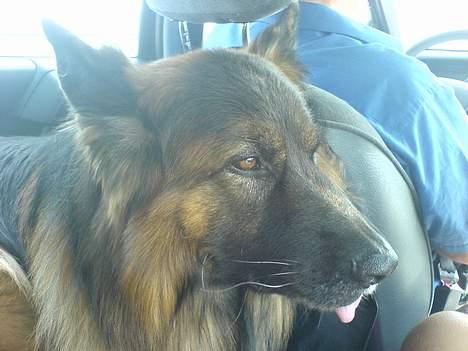 Schæferhund Hafran's Tasso 015 - Hvor bøvet har man lov at se ud? billede 7