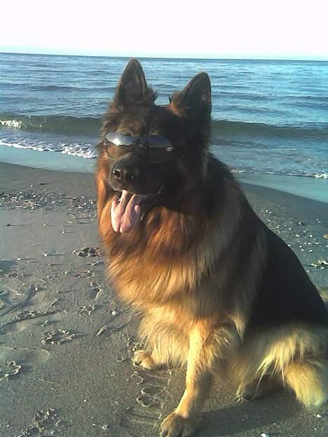 Schæferhund Hafran's Tasso 015 - Haha, så sød billede 8