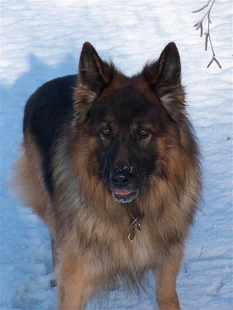 Schæferhund Hafran's Tasso 015 - Tasso i sneen, så fin  billede 9