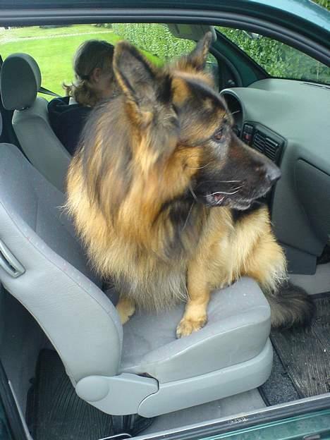 Schæferhund Hafran's Tasso 015 - Taco ville med Ann hjem en dag ?! :D billede 10