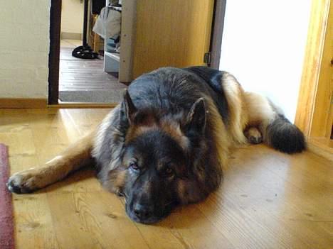 Schæferhund Hafran's Tasso 015 - Lad mig nu sove .. billede 11