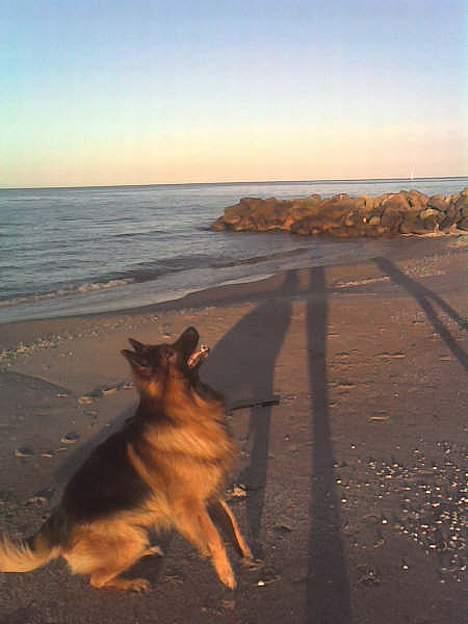 Schæferhund Hafran's Tasso 015 - Skønt :´D billede 12