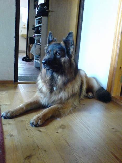 Schæferhund Hafran's Tasso 015 - Opmærksom?! billede 13