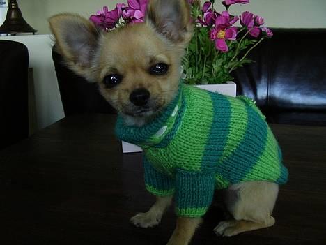 Chihuahua Lulu - Er jeg ikke bare dejlig ;-) billede 1