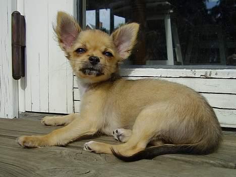 Chihuahua Lulu - Skønt at ligge og slikke sol. billede 2