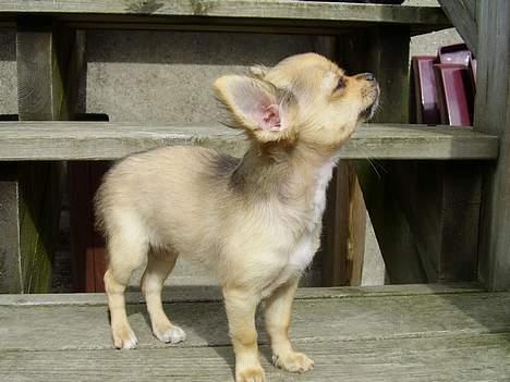 Chihuahua Lulu billede 3