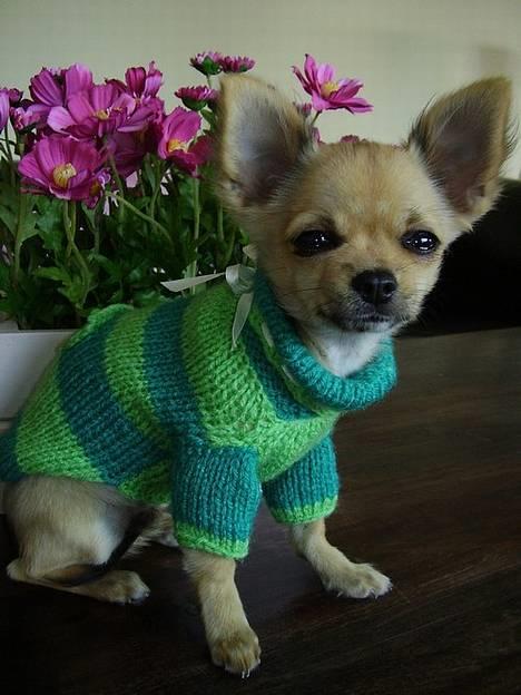 Chihuahua Lulu billede 4