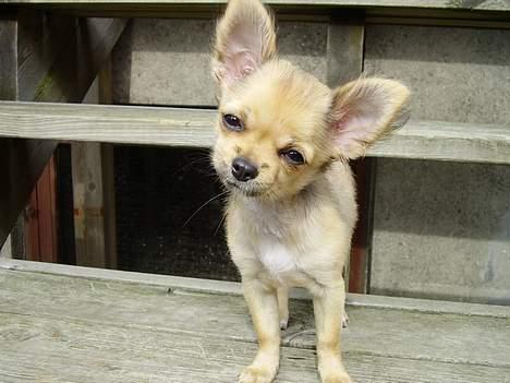 Chihuahua Lulu billede 5