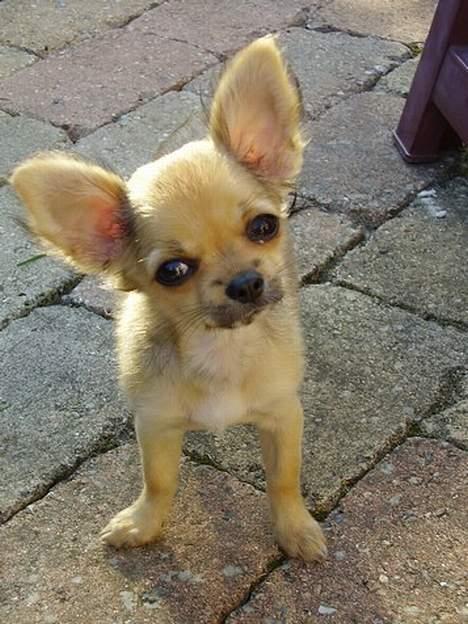 Chihuahua Lulu billede 6