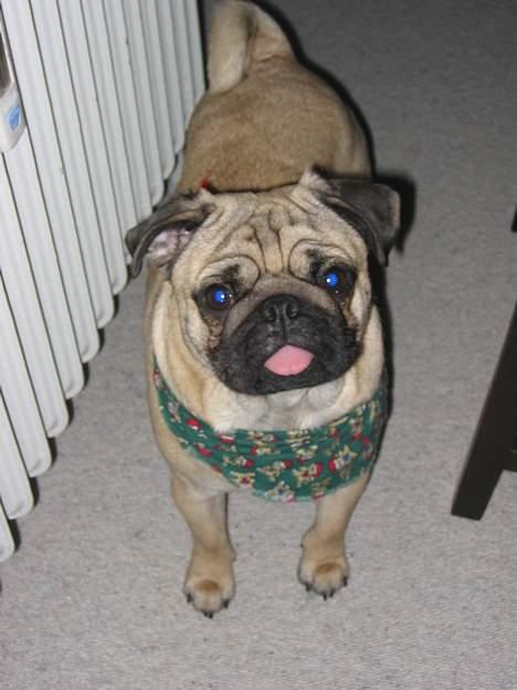 Mops charlie billede 6