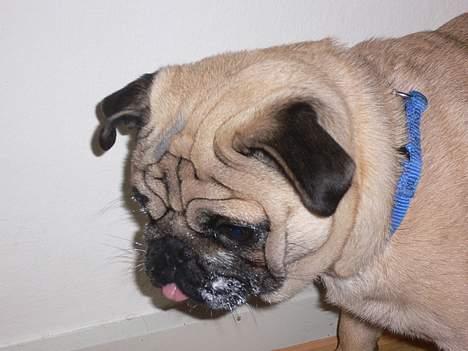 Mops charlie - Det smager bare så godt sådan noget creme friche billede 7