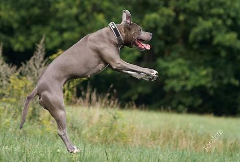 Amerikansk staffordshire terrier mille billede 8