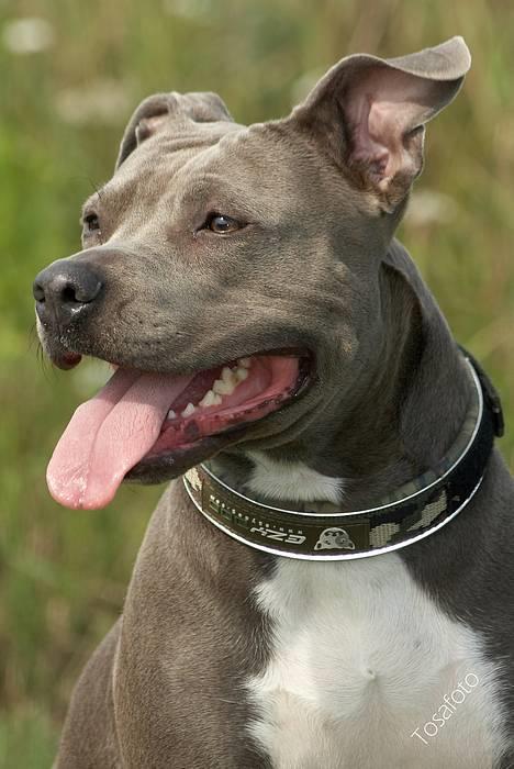 Amerikansk staffordshire terrier mille billede 9