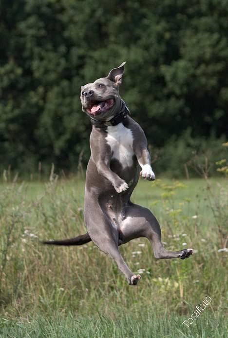 Amerikansk staffordshire terrier mille billede 10