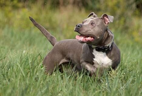 Amerikansk staffordshire terrier mille billede 11