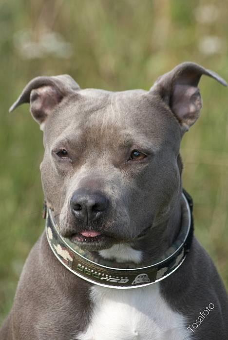 Amerikansk staffordshire terrier mille billede 12