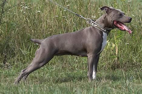 Amerikansk staffordshire terrier mille billede 13
