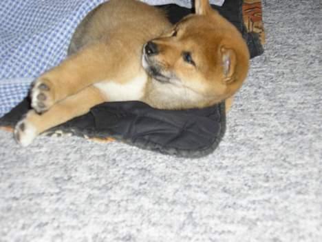 Shiba Pyrus - Hallo " Jeg sover " billede 2