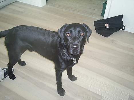 Labrador retriever Ranco billede 14