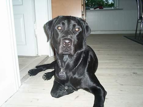 Labrador retriever Ranco billede 15