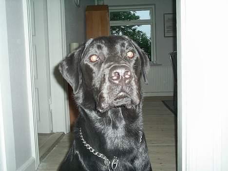 Labrador retriever Ranco billede 16