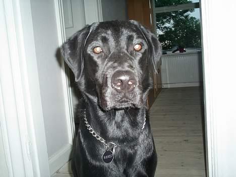 Labrador retriever Ranco billede 17